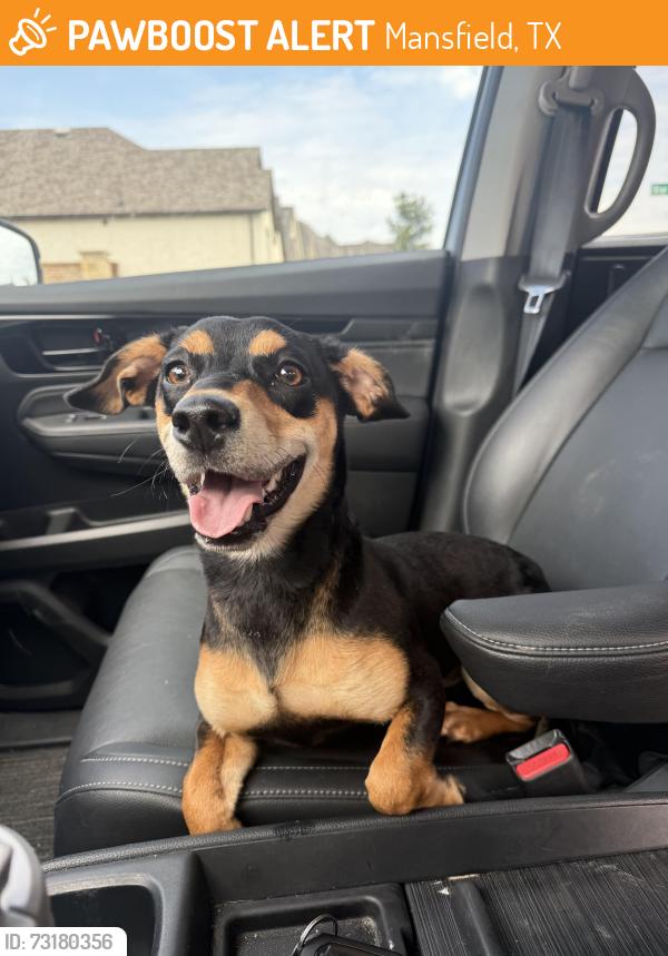 Found/Stray Female Dog last seen M3 Ranch Community, Mansfield, TX 76063