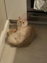 Reunited Female Cat last seen Beaufort Street, Greater London, England SW3 6BU