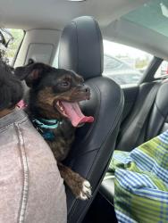 Reunited Female Dog last seen Altadena, San Diego, CA 92105