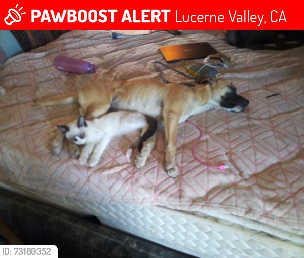 Lost Female Dog last seen Lake street, Lucerne Valley, CA 92356