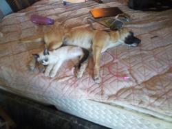 Lost Female Dog last seen Lake street, Lucerne Valley, CA 92356