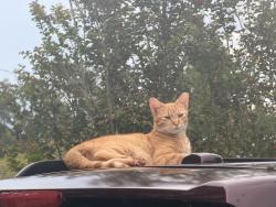 Lost Male Cat last seen Talton Ave, West De Land, FL 32720