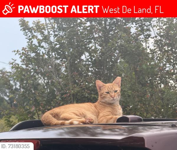 Lost Male Cat last seen Talton Ave, West De Land, FL 32720