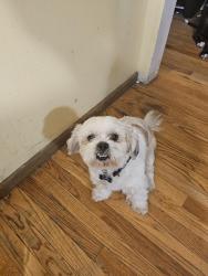 Lost Male Dog last seen Camden and Bloomfield, Aurora, IL 60504