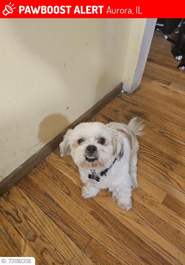Lost Male Dog last seen Camden and Bloomfield, Aurora, IL 60504