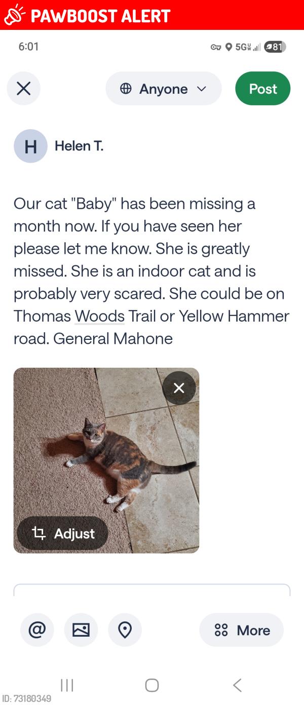 Lost Female Cat last seen Yellow Hammer road, Isle of Wight County, VA 23898