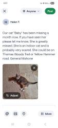 Lost Female Cat last seen Yellow Hammer road, Isle of Wight County, VA 23898