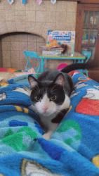 Reunited Male Cat last seen Being Giant Eagle, Canton, OH 44710