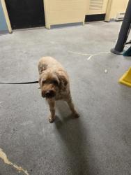 Shelter Stray Female Dog last seen Near BLOCK SE 220TH PL, KENT WA 98031, 21615 64th Ave S, Kent, WA 98032, USA
