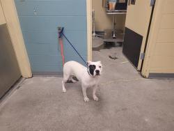 Shelter Stray Female Dog last seen Near BLOCK NE 37TH ST, REDMOND WA 98052, 21615 64th Ave S, Kent, WA 98032, USA