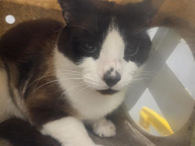 Shelter Stray Male Cat last seen Near BLOCK E MAPLE ST, KENT WA 98030, 21615 64th Ave S, Kent, WA 98032, USA