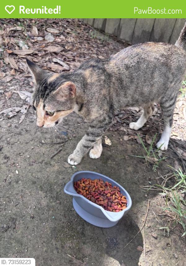 Reunited Female Cat last seen Audubon Park near Eastover, Jackson, MS 39211