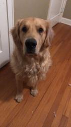 Reunited Male Dog last seen Near Nonaville Rd, Mt. Juliet, TN 37122