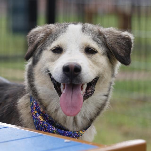 Shelter Stray Female Dog last seen PEREZ, 4710 TX-151, San Antonio, TX 78227, USA