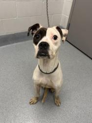 Shelter Stray Female Dog last seen Near, 2600 S Harding St, Indianapolis, IN 46221, USA