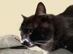 Shelter Stray Male Cat last seen , 1850 W 60th St, Los Angeles, CA 90047, USA