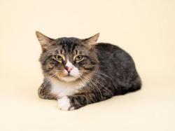 Shelter Stray Male Cat last seen , 1850 W 60th St, Los Angeles, CA 90047, USA