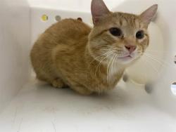 Shelter Stray Male Cat last seen Near BLOCK N TACOMA ST, 3839 W Burnham St, West Milwaukee, WI 53215, USA