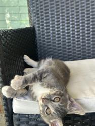 Found/Stray Unknown Cat last seen Near, Harris County, TX 77449