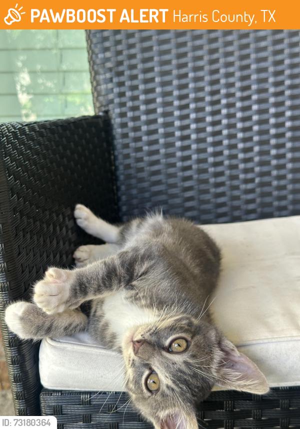 Found/Stray Unknown Cat last seen Near, Harris County, TX 77449