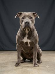 Shelter Stray Male Dog last seen Near BLOCK COLIMA PLACE, 2020 Forest St, Jacksonville, FL 32204, USA