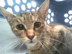 Shelter Stray Female Cat last seen CHARLOTTE, 8315 Byrum Dr, Charlotte, NC 28217, USA