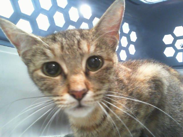 Shelter Stray Female Cat last seen CHARLOTTE, 8315 Byrum Dr, Charlotte, NC 28217, USA