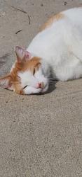 Reunited Male Cat last seen Kipling and 80th, Arvada, CO 80005