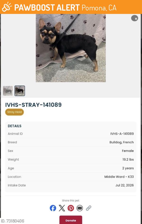 Found/Stray Female Dog last seen Mountain, Pomona, CA 91767