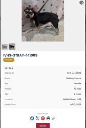 Found/Stray Female Dog last seen Mountain, Pomona, CA 91767