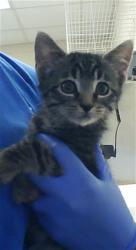 Shelter Stray Male Cat last seen Near BLOCK BRANCHWOOD CIR, FAYETTEVILLE NC 28314, 4704 Corporation Dr, Fayetteville, NC 28306, USA
