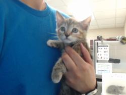 Shelter Stray Female Cat last seen Near BOONE TRL, FAYETTEVILLE NC 28304, 4704 Corporation Dr, Fayetteville, NC 28306, USA