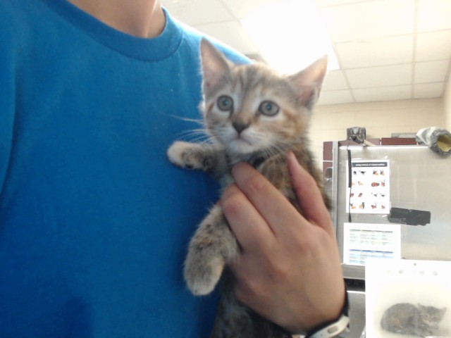 Shelter Stray Female Cat last seen Near BOONE TRL, FAYETTEVILLE NC 28304, 4704 Corporation Dr, Fayetteville, NC 28306, USA