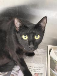 Shelter Stray Female Cat last seen , 3201 Lacy St, Los Angeles, CA 90031, USA