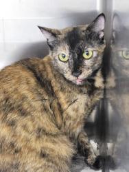 Shelter Stray Female Cat last seen , 3201 Lacy St, Los Angeles, CA 90031, USA
