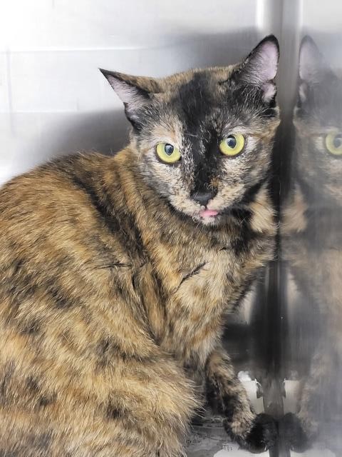 Shelter Stray Female Cat last seen , 3201 Lacy St, Los Angeles, CA 90031, USA