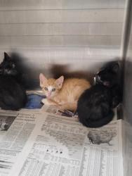 Shelter Stray Male Cat last seen , 3201 Lacy St, Los Angeles, CA 90031, USA