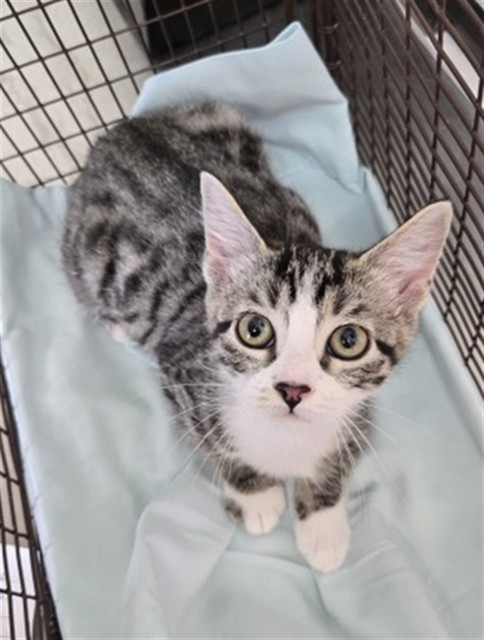 Shelter Stray Female Cat last seen W D ST & N 7TH ST, COLTON, CA, 92324, 333 Chandler Pl, San Bernardino, CA 92408, USA