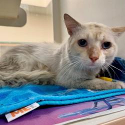 Shelter Stray Male Cat last seen Near BLOCK HAMNER AVE EASTVALE 91752, 6851 Van Buren Boulevard, Jurupa Valley, CA 92509, USA