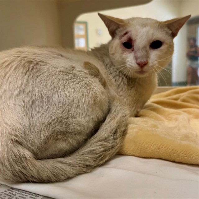 Shelter Stray Male Cat last seen Near BLOCK HAMNER AVE, EASTVALE CA 91752, 6851 Van Buren Boulevard, Jurupa Valley, CA 92509, USA