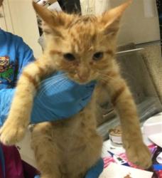 Shelter Stray Male Cat last seen Near BLOCK ANDERSON APARTMETNS AVE, RIVERSIDE CA 92507, 6851 Van Buren Boulevard, Jurupa Valley, CA 92509, USA