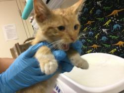 Shelter Stray Male Cat last seen Near BLOCK ANDERSON APARTMETNS AVE, RIVERSIDE CA 92507, 6851 Van Buren Boulevard, Jurupa Valley, CA 92509, USA