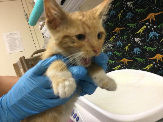 Shelter Stray Male Cat last seen Near BLOCK ANDERSON APARTMETNS AVE, RIVERSIDE CA 92507, 6851 Van Buren Boulevard, Jurupa Valley, CA 92509, USA