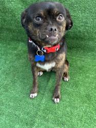 Reunited Female Dog last seen El Cajon Blvd., San Diego, CA 92105