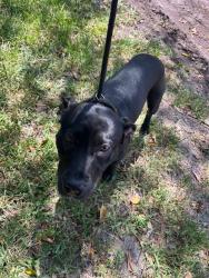 Shelter Stray Male Dog last seen Near BLOCK NW 5TH CT, 3599 NW 79th Ave, Doral, FL 33122, USA