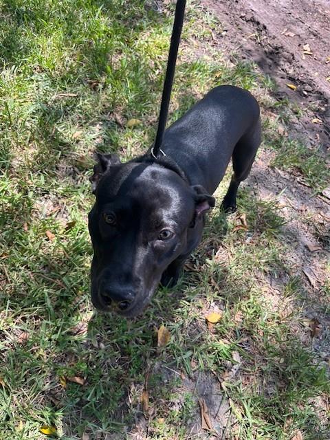 Shelter Stray Male Dog last seen Near BLOCK NW 5TH CT, 3599 NW 79th Ave, Doral, FL 33122, USA