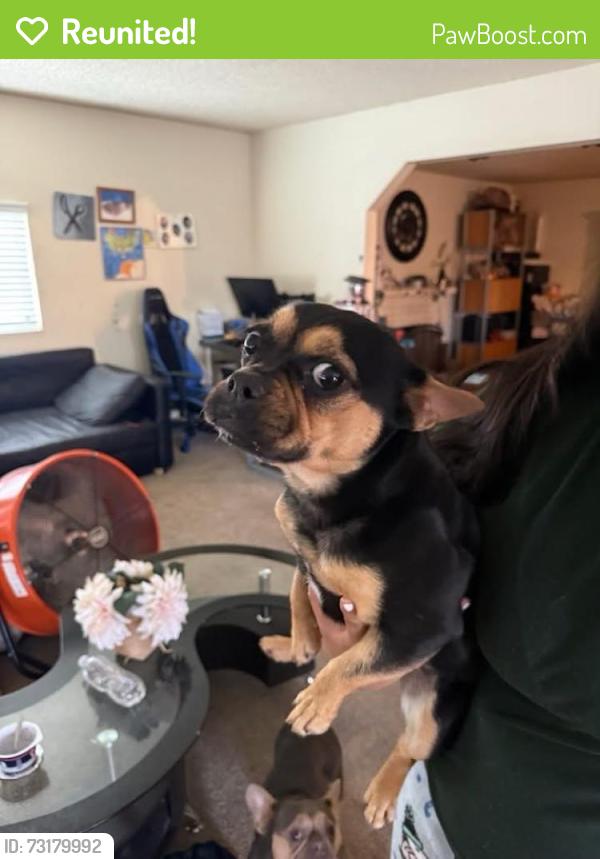 Reunited Female Dog last seen Logan, Pomona, CA 91767