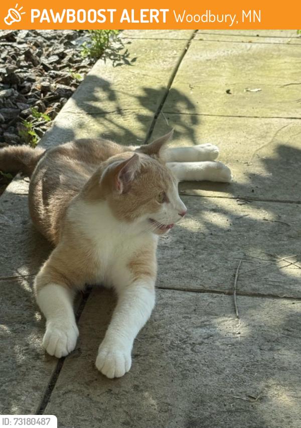 Found/Stray Unknown Cat last seen Pond behind maple blvd, Woodbury, MN 55129