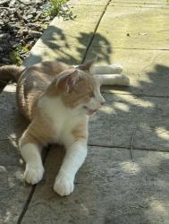 Found/Stray Unknown Cat last seen Pond behind maple blvd, Woodbury, MN 55129