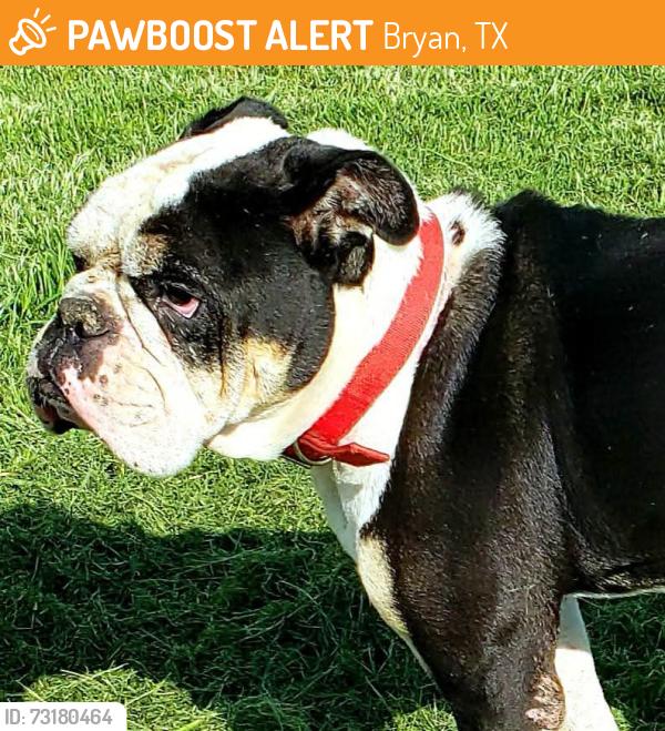 Found/Stray Male Dog last seen AREA: Tabor - Bryan, TX - Brazos County TEXAS 77808 STREETS: Collette Ln - FM 2223 - Old Cameron Ranch Rd - OSR - Tabor Rd - FM 974, Bryan, TX 77808
